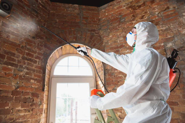 Trusted Bethesda, OH Mold Removal Experts